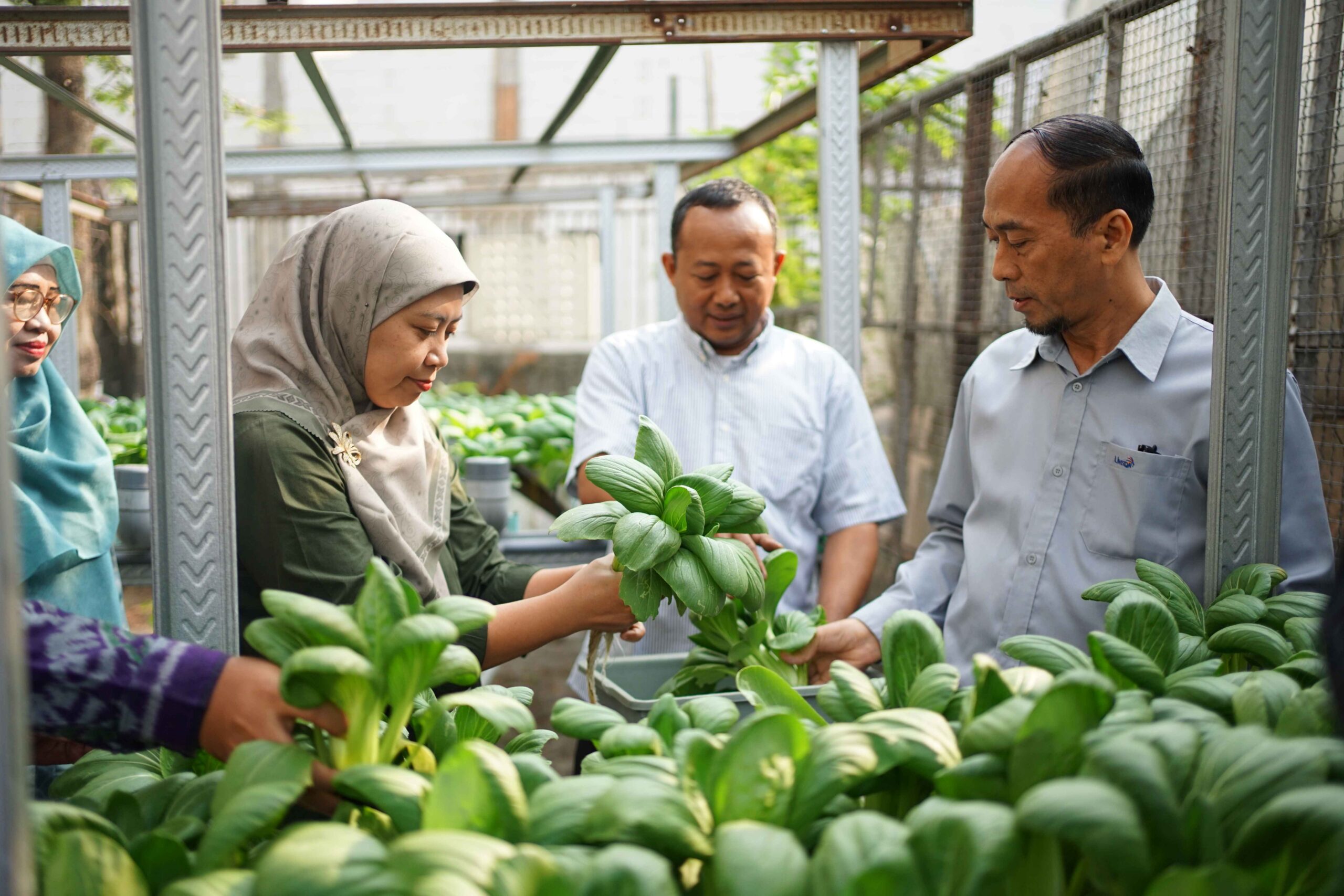 Agroteknologi Umsida Panen Pakcoy Hidroponik, Wujudkan Smart Farming di Lahan Sempit